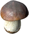 Seta Boletus en DayZ - Valores nutricionales y energía